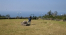 At the Ring of Fire on King Kamehameha's old farm land, overlooking the pacific and the estate's coffee trees