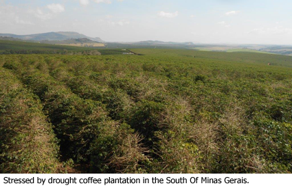 01-stressed-by-drought-coffee-plantation-mg