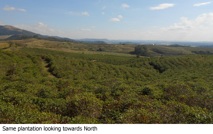 02-same-plantation-looking-towards-north