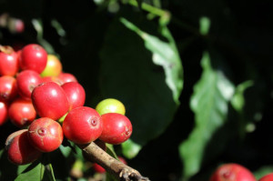 brazilian-harvest