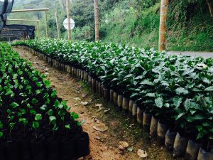 coffee-nursery-in-south-america