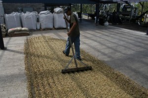 Natural Sun Drying for the late harvest lots